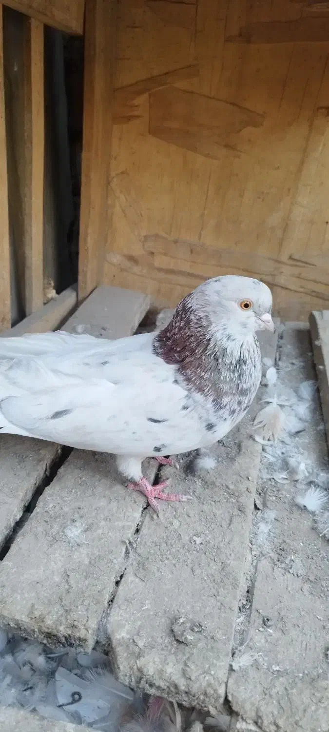 کفتر|پرنده|بهارستان, |دیوار