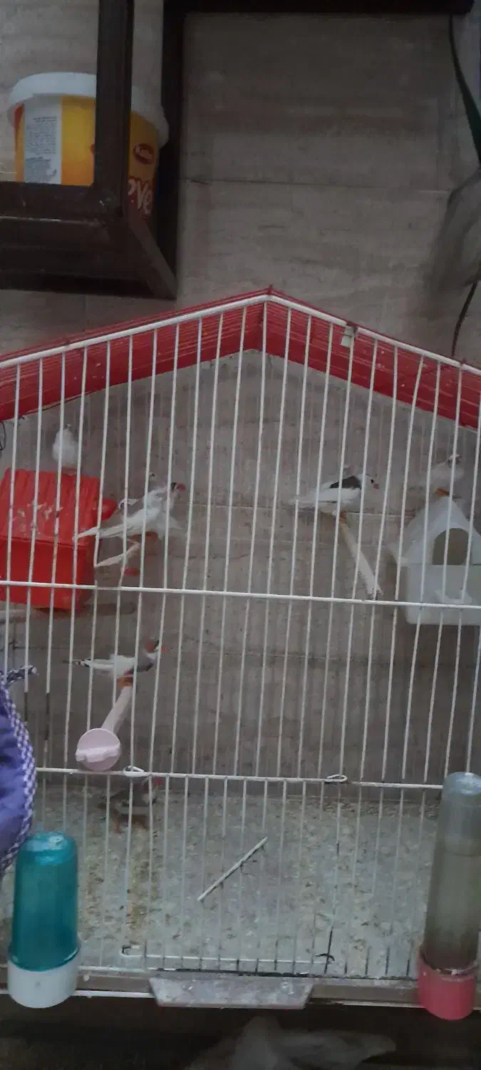 فنچ های خانگی|پرنده|کرج, گوهردشت|دیوار