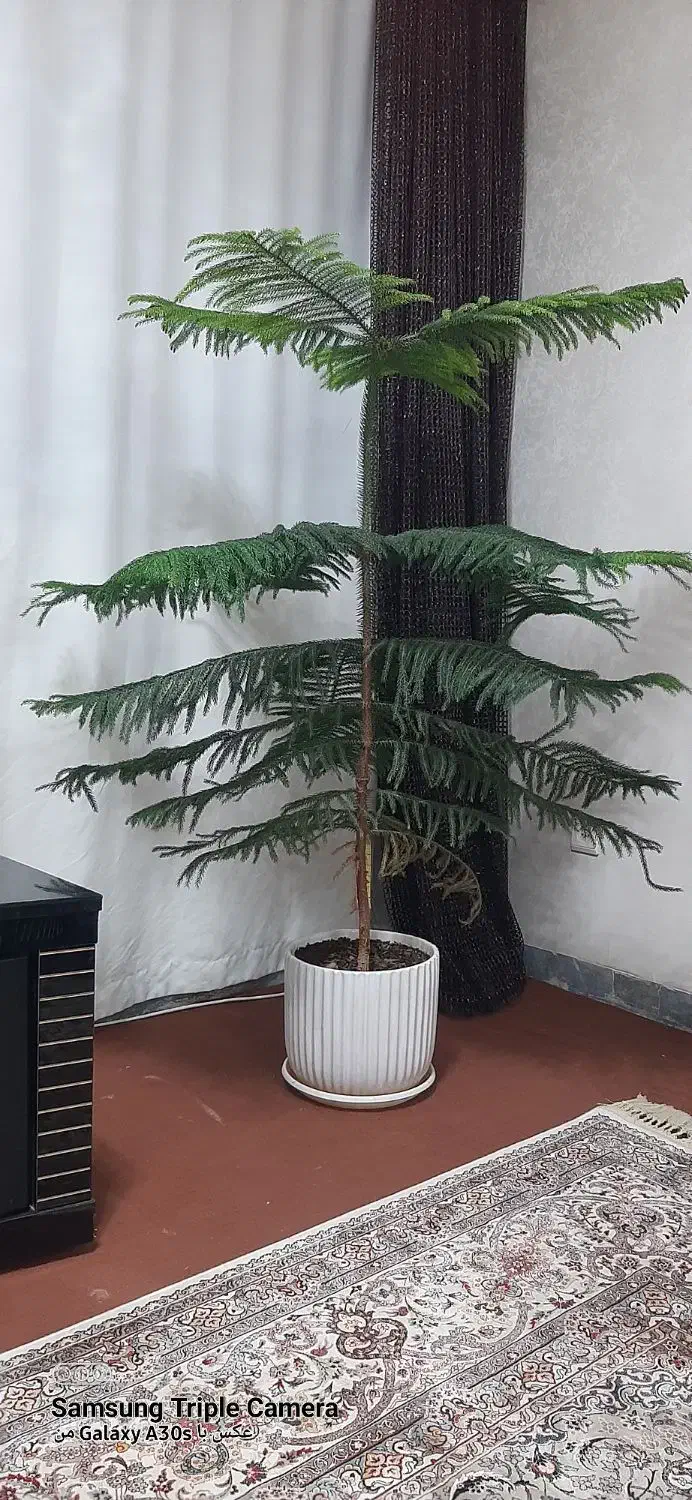 کاج مطبق|گل و گیاه طبیعی|صدرا-فارس, فاز ۱|دیوار