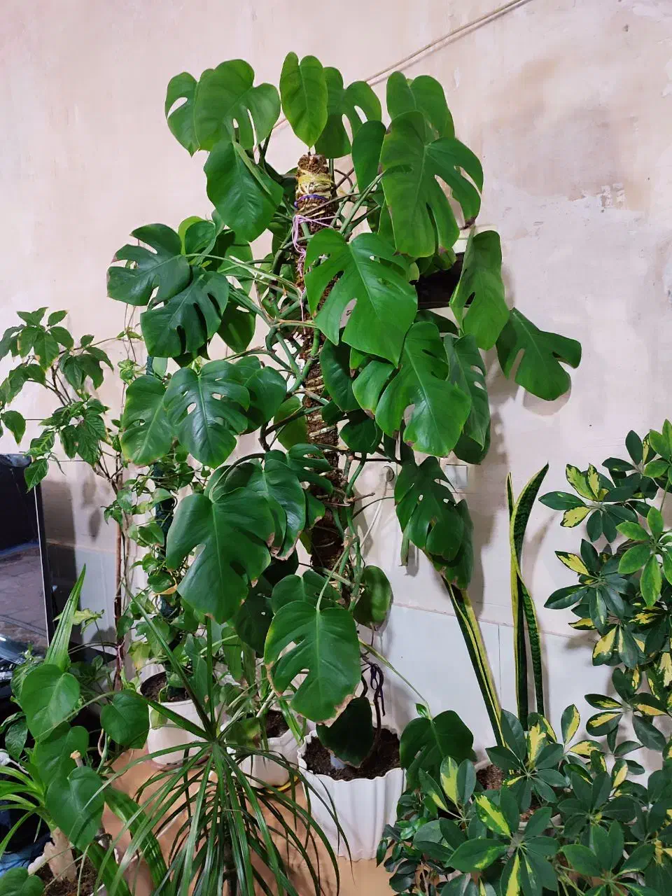 گل.|گل و گیاه طبیعی|خرامه, |دیوار