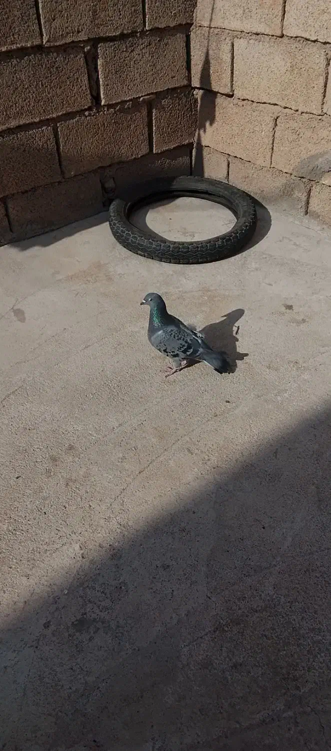 4عدد کبوتر|پرنده|مسجد سلیمان, |دیوار