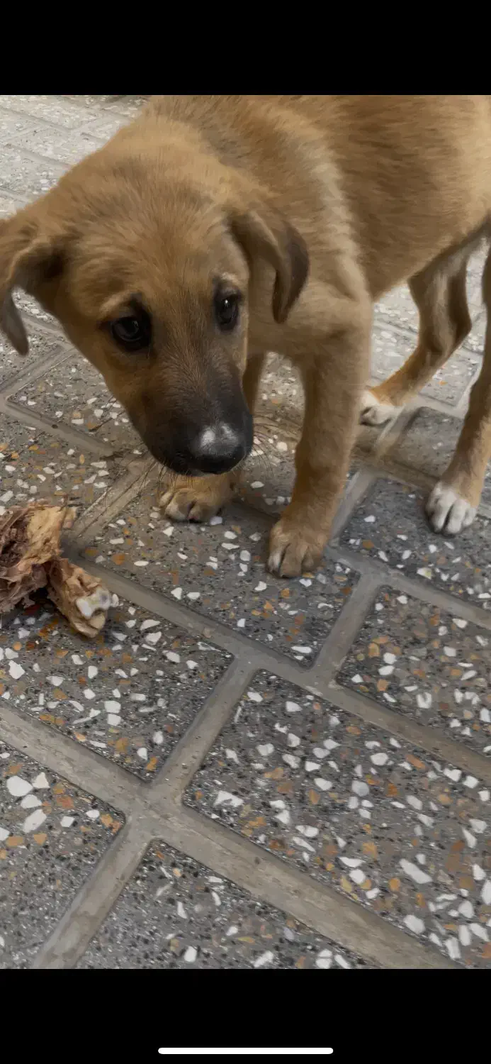 سگ واگذاری|سگ|اسلامشهر, مظفریه|دیوار