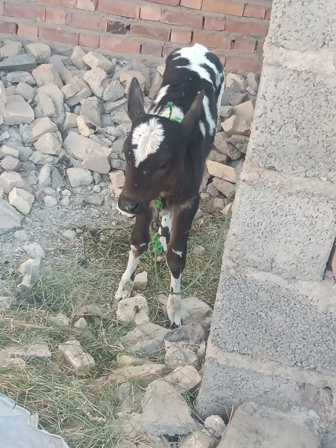 گاو گوساله فروشی|حیوانات مزرعه|جیرفت, |دیوار