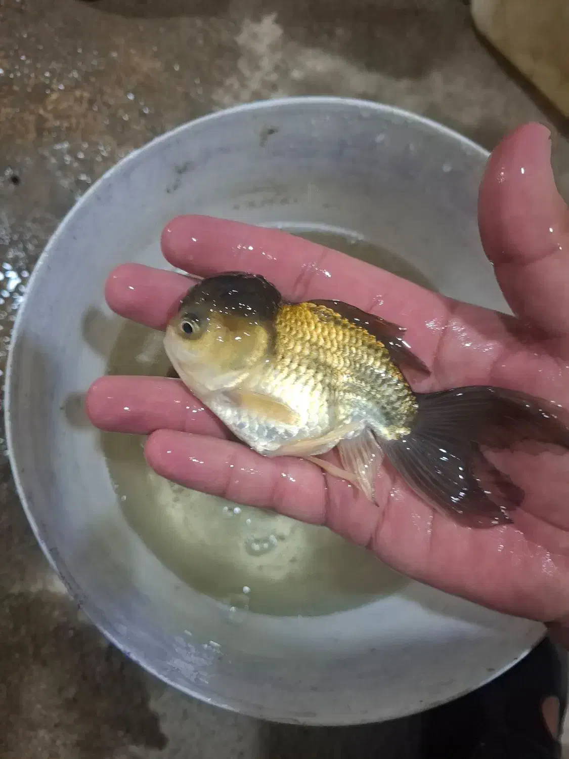 گلدفیش سایز ۴ اینچ قیمت مناسب|ماهی|اسلام‌شهر, شهرک مهدیه|دیوار