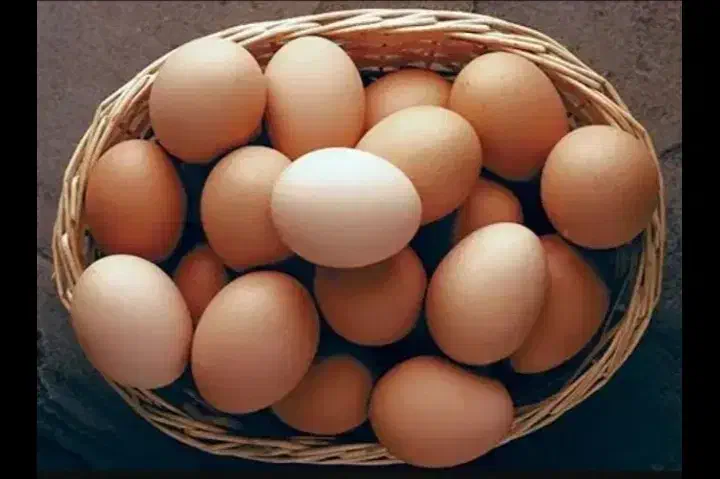 تخم مرغ محلی ارگانیک|حیوانات مزرعه|نوشین شهر, |دیوار