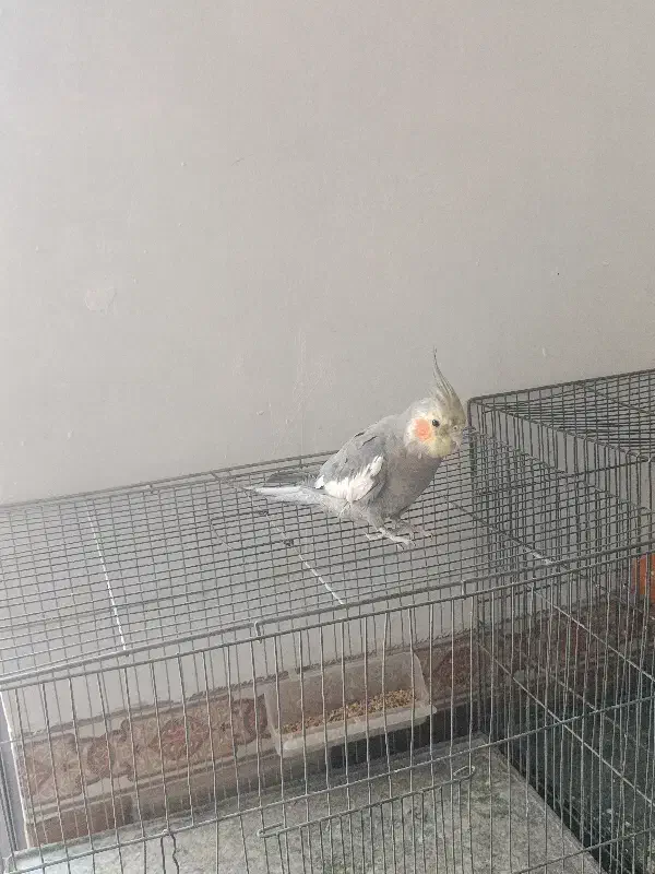 فروش یا معاوضه 2عدد پرنده|پرنده|بم, |دیوار