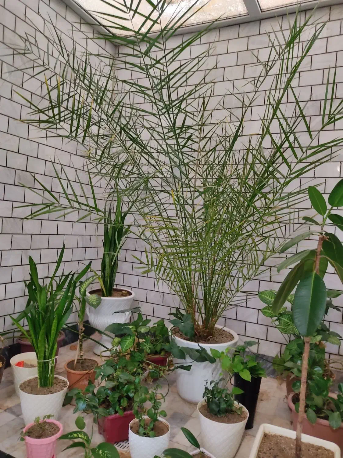 درختچه|گل و گیاه طبیعی|دورود, |دیوار