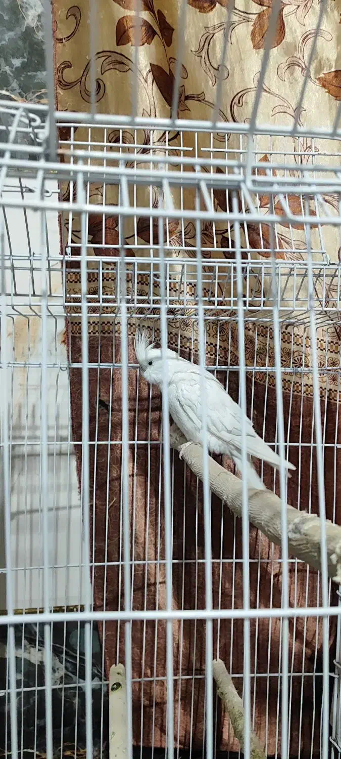 عروس هلندی|پرنده|خاش, |دیوار