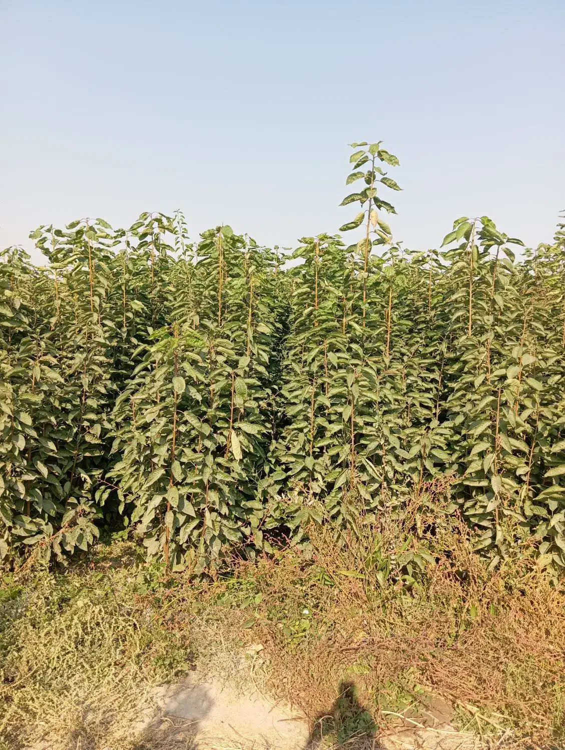 نهالونهالستان شناسه دار گیلاسی|خدمات باغبانی و درختکاری|گلبهار, نوبهار|دیوار