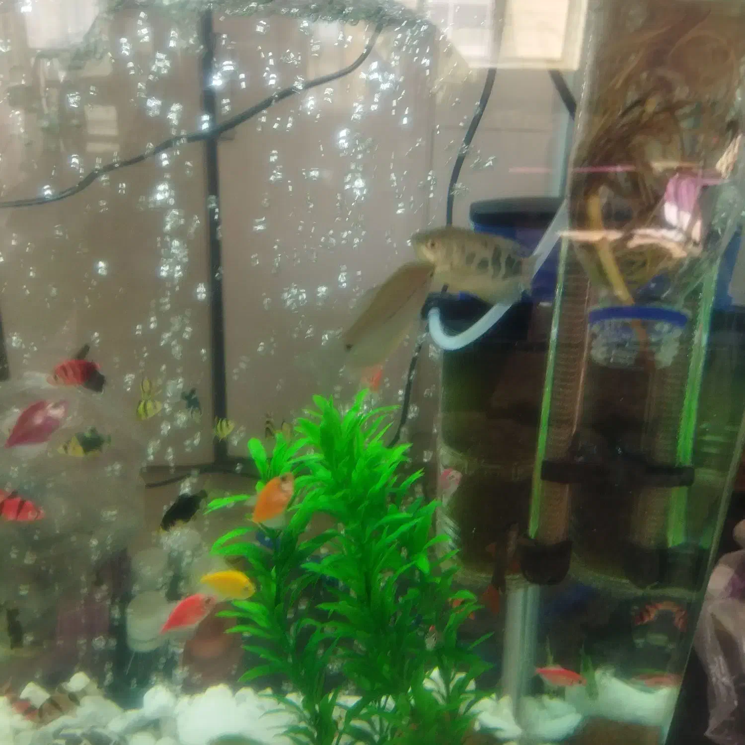 اکواریوم|ماهی|لار, |دیوار