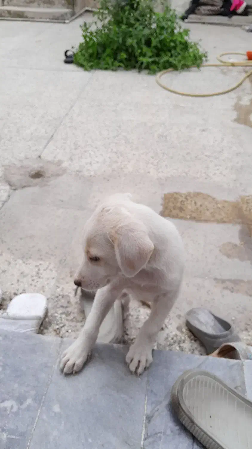 سگ اشمیز پاکوتاه سفید|سگ|بهشهر, |دیوار