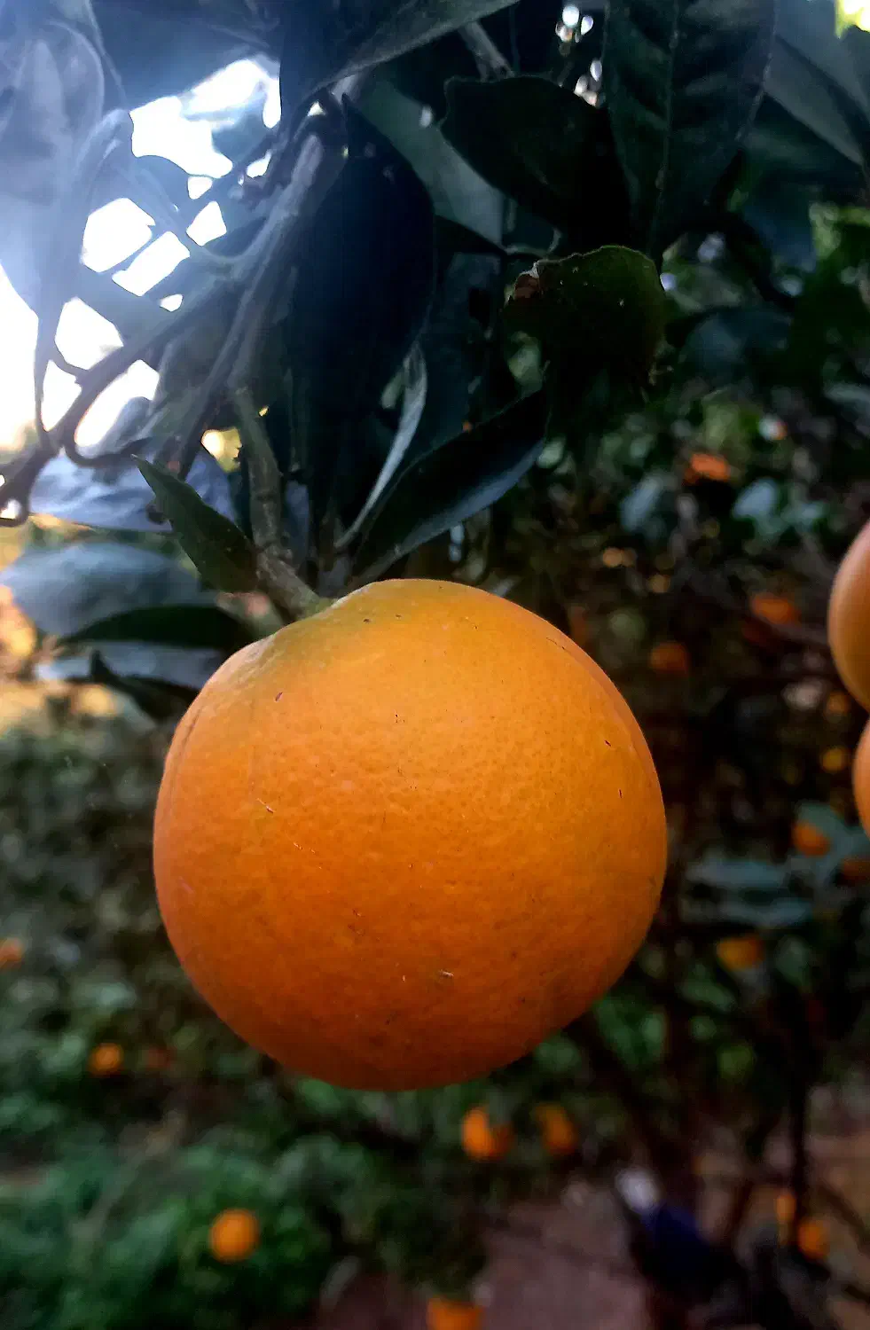 پرتقال تامسون ارگانیک درجه ۱|خوردنی و آشامیدنی|چالوس, |دیوار