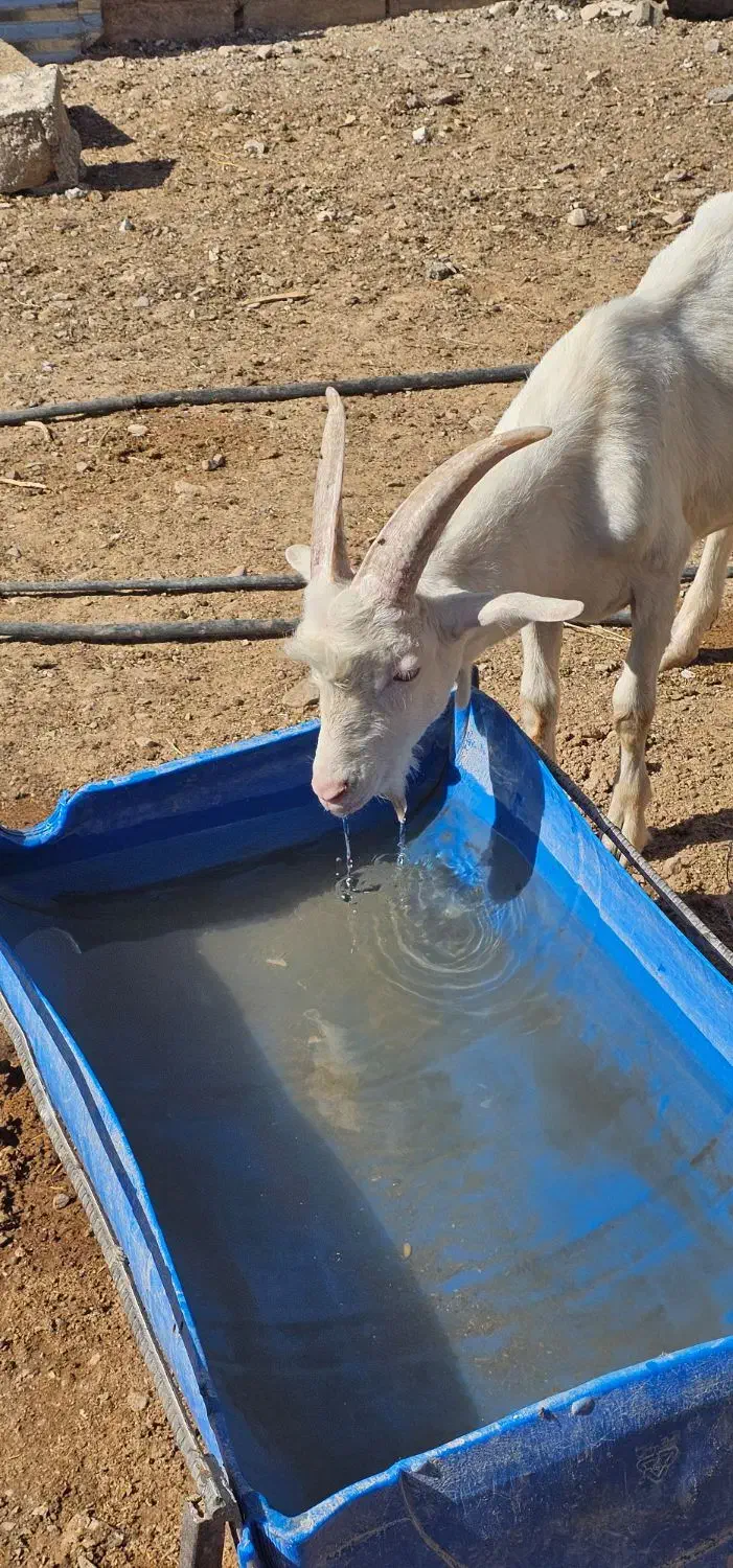 بزغاله سانن|حیوانات مزرعه|قائن, |دیوار