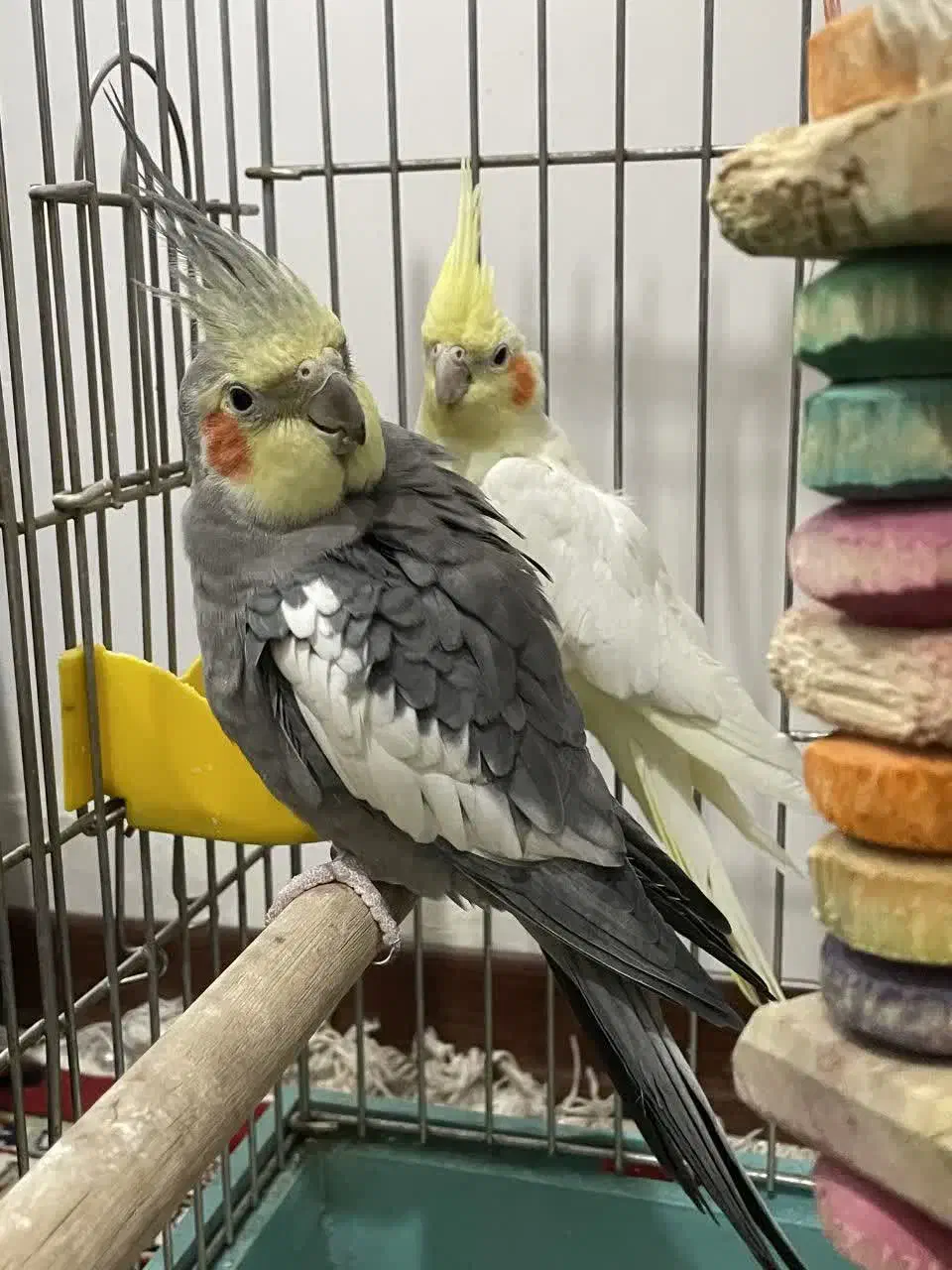 عروس هلندی با قفس وسایل|پرنده|کرج, برغان|دیوار