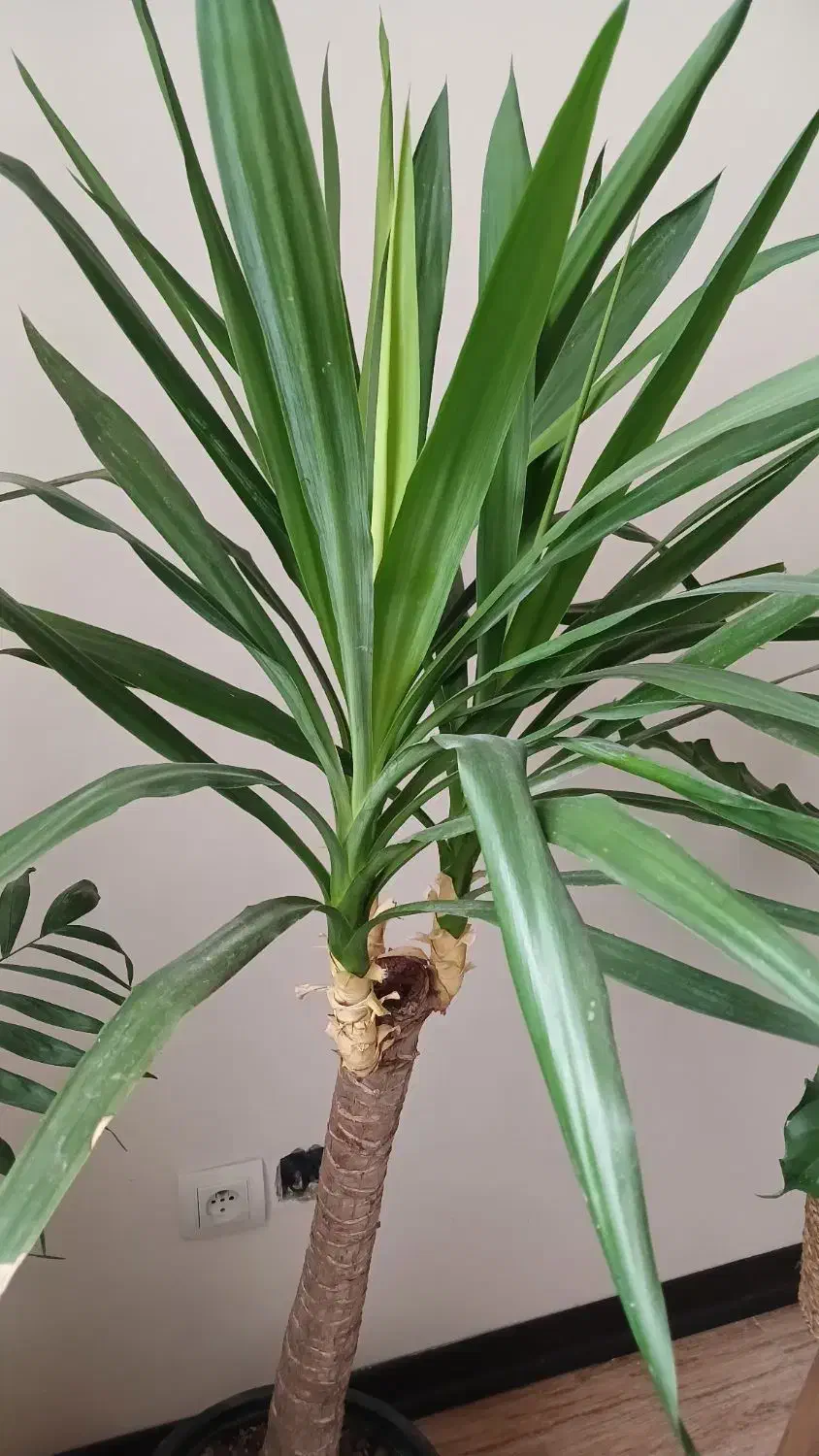 گل یوکا|گل و گیاه طبیعی|فردیس, فردیس|دیوار