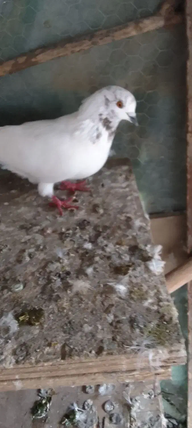 کبوتر‌پروازی|پرنده|رودسر, |دیوار