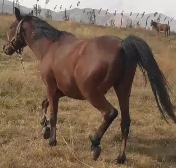 ۸ساله یخته باری|اسب و تجهیزات اسبسواری|ارومیه, |دیوار