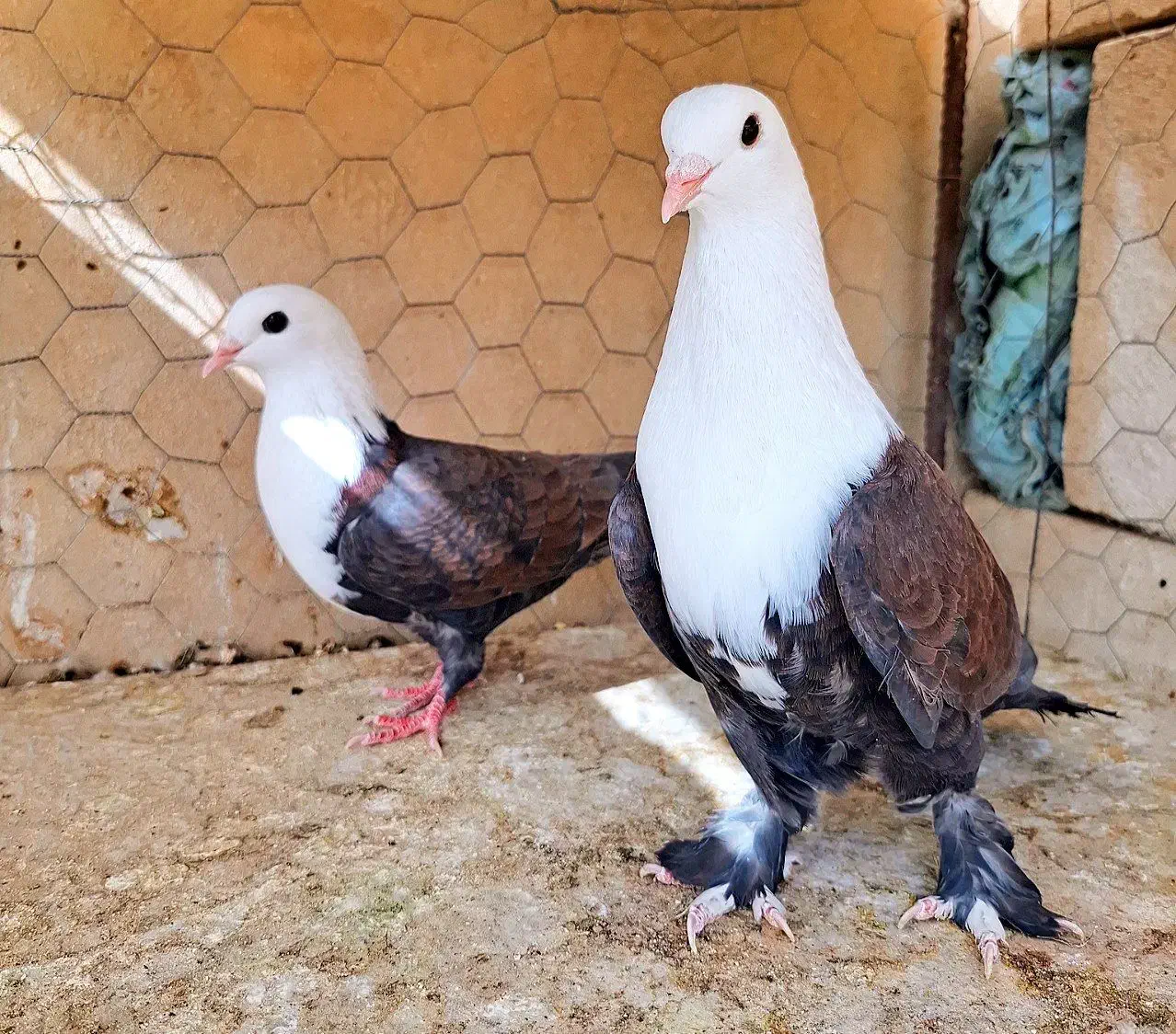 کبوتر.کله سفید جفتی|پرنده|مه ولات, |دیوار