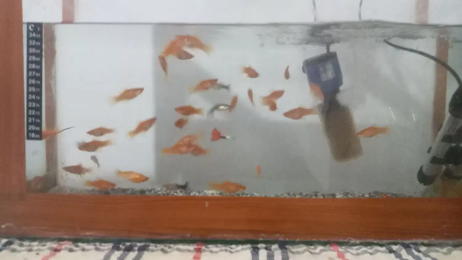 فروش ماهی واکواریم|ماهی|سبزوار, نواب صفوی|دیوار