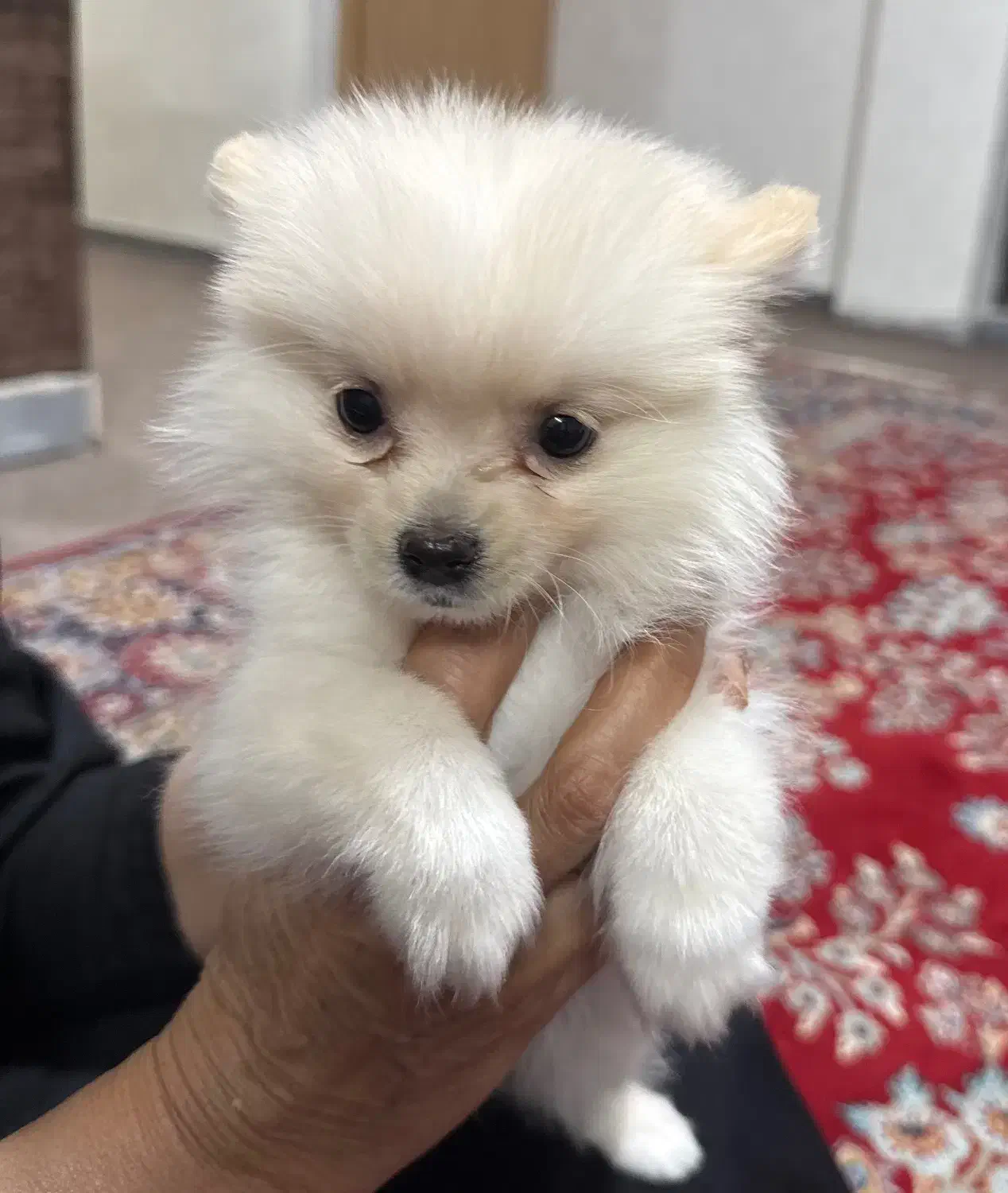 سگ نر پامرانین|سگ|نورآباد ممسنی, |دیوار