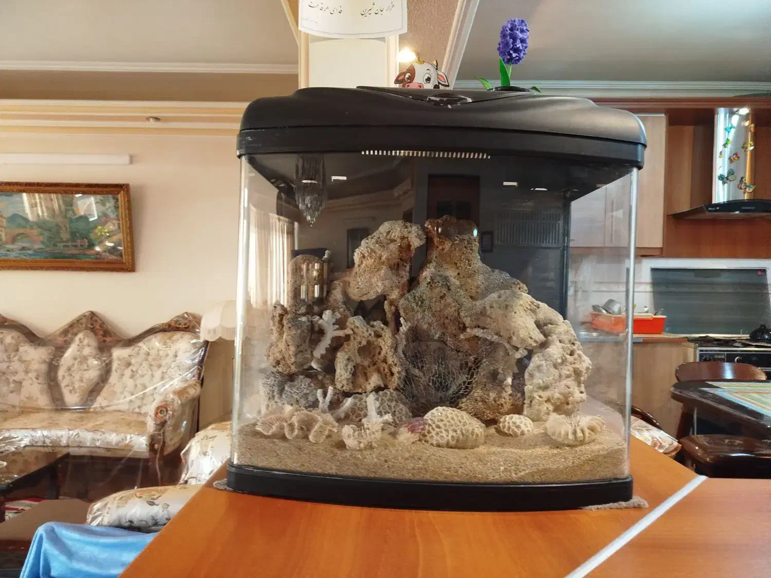 آکواریوم آب شور و شیرین|ماهی|مشهد, تربیت (صدف)|دیوار