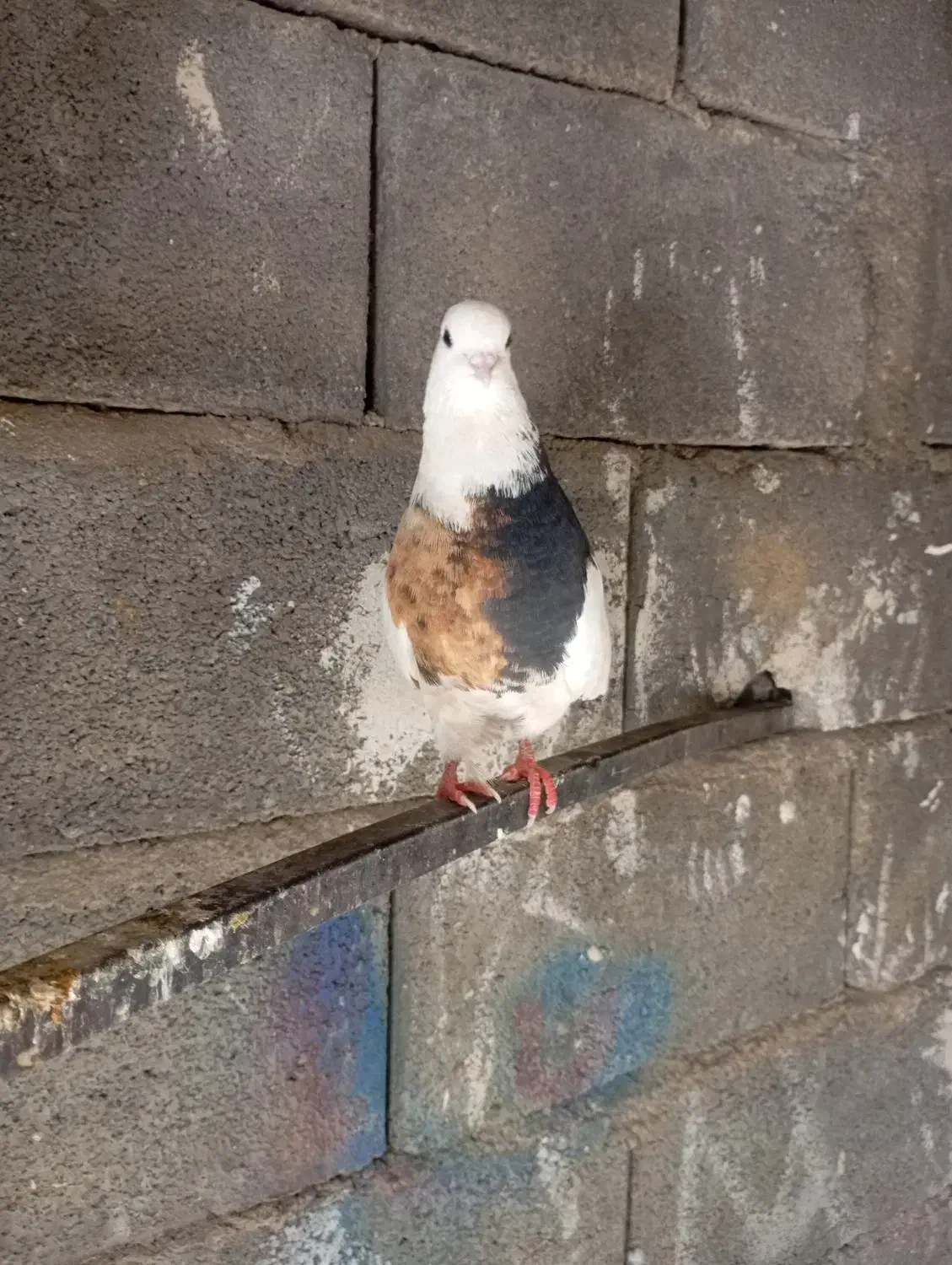 کفتر عالی عشق بازا می‌ دونن این چیه|پرنده|رودشت (چهارمحال و بختیاری), |دیوار