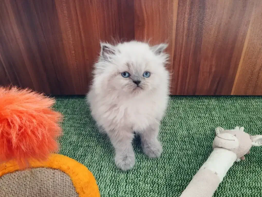 گربه اسکاتیش هیمالیا|گربه|تهران, مسعودیه|دیوار