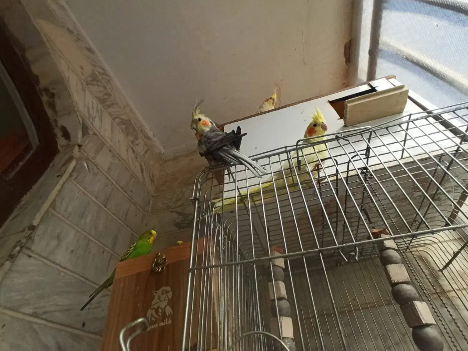 عروس هلندی و طوطی برزیلی|پرنده|شهریار, شهریار|دیوار