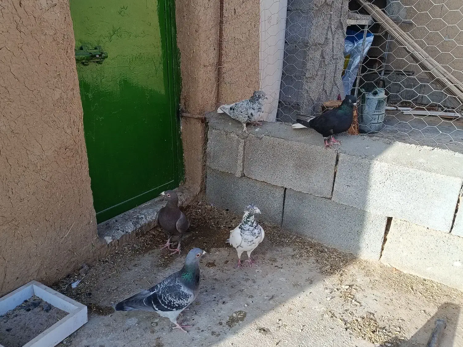 کبوتر.کفتر|پرنده|آباده, |دیوار