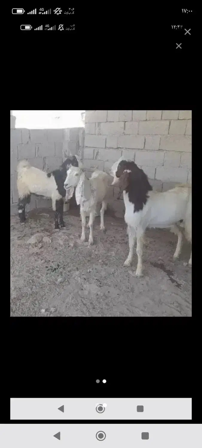 دوتا کهره نر چاق درشت|حیوانات مزرعه|ریگ, |دیوار