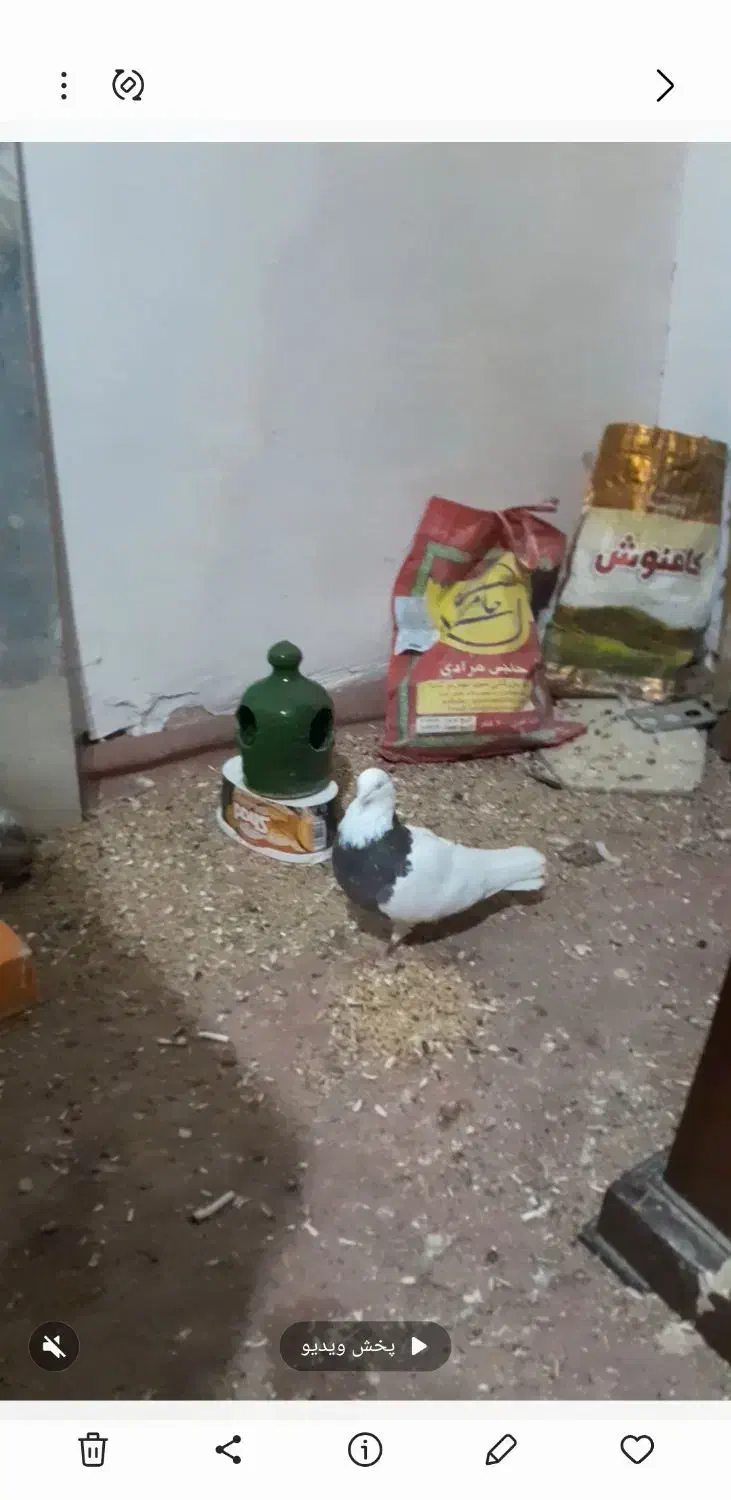 کبوتر گمشده|حیوانات|پاکدشت, پاکدشت (مامازند)|دیوار