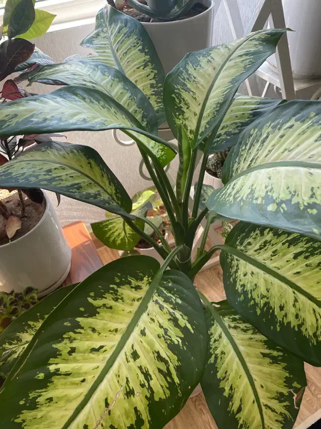 دیفن|گل و گیاه طبیعی|سنندج, |دیوار