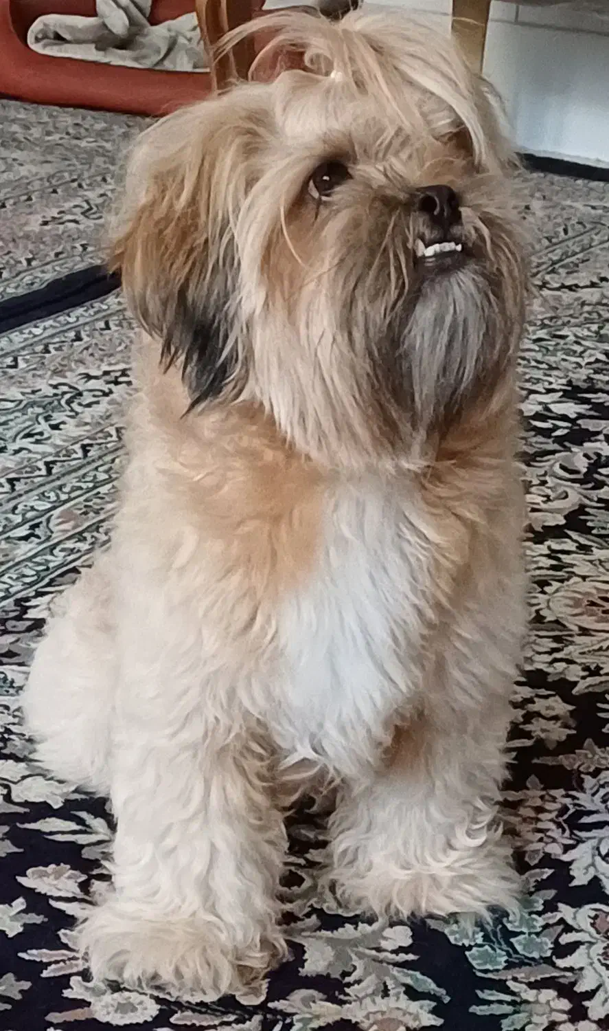 سگ خانگی|سگ|یزد, |دیوار