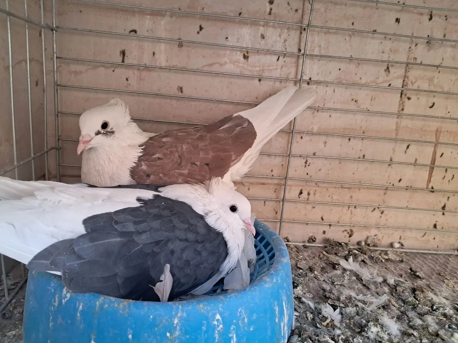 طوقی و پشتار|پرنده|اردکان, |دیوار