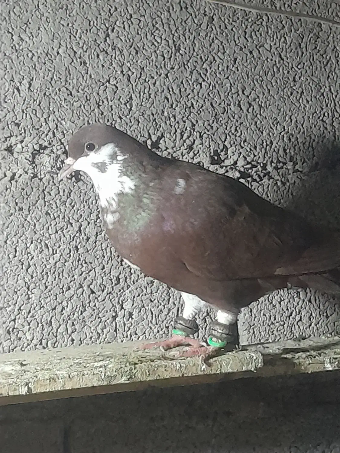 کفتر|پرنده|رضویه, |دیوار