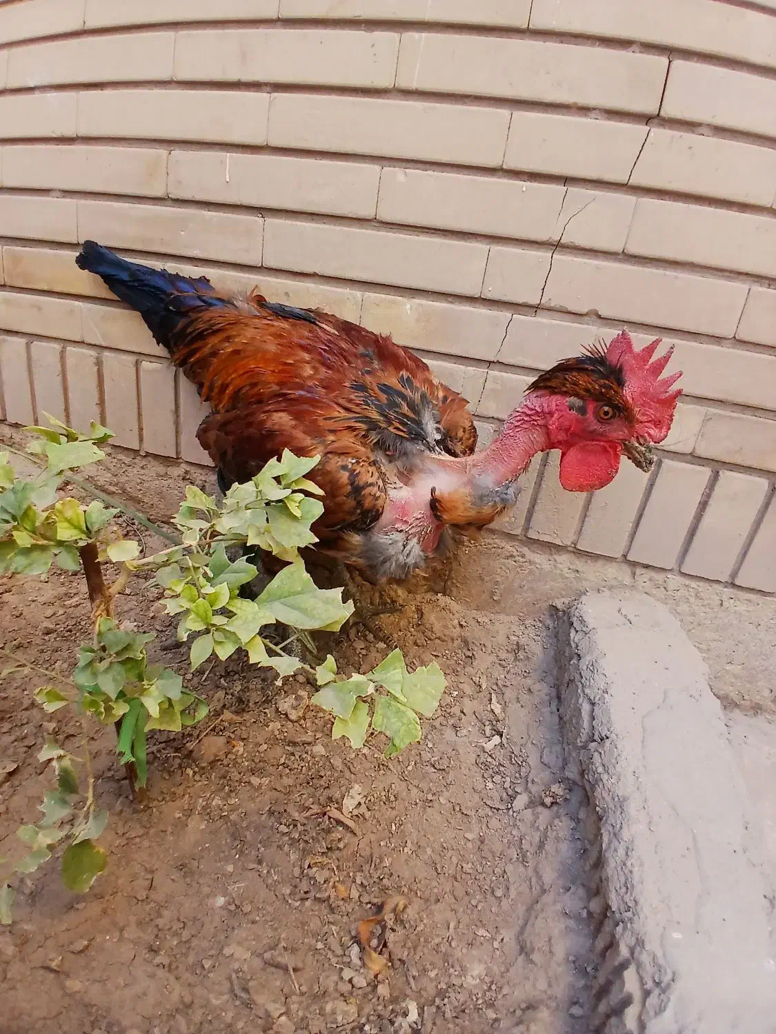 خروسهای جوان|حیوانات مزرعه|شیراز, تندگویان|دیوار