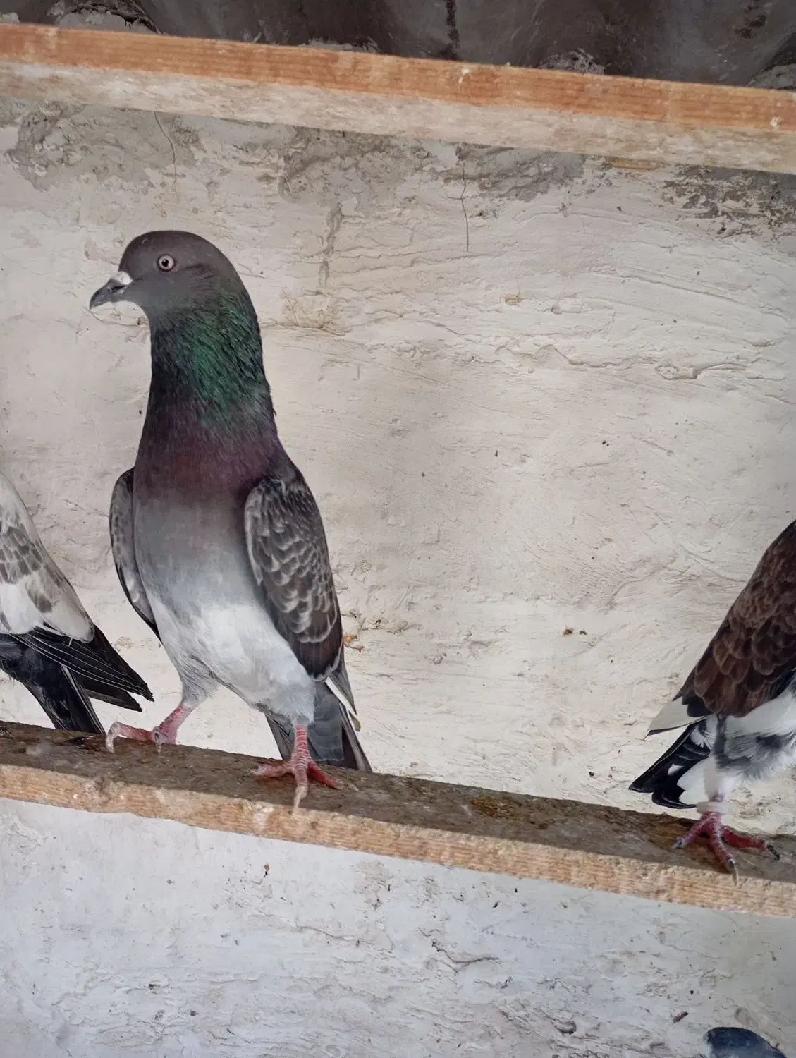 کبوتر|پرنده|قشم, |دیوار