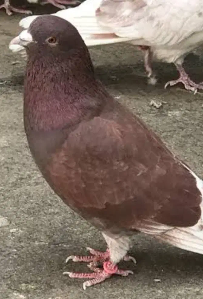 کبوتر گم شده|پرنده|سیرجان, |دیوار