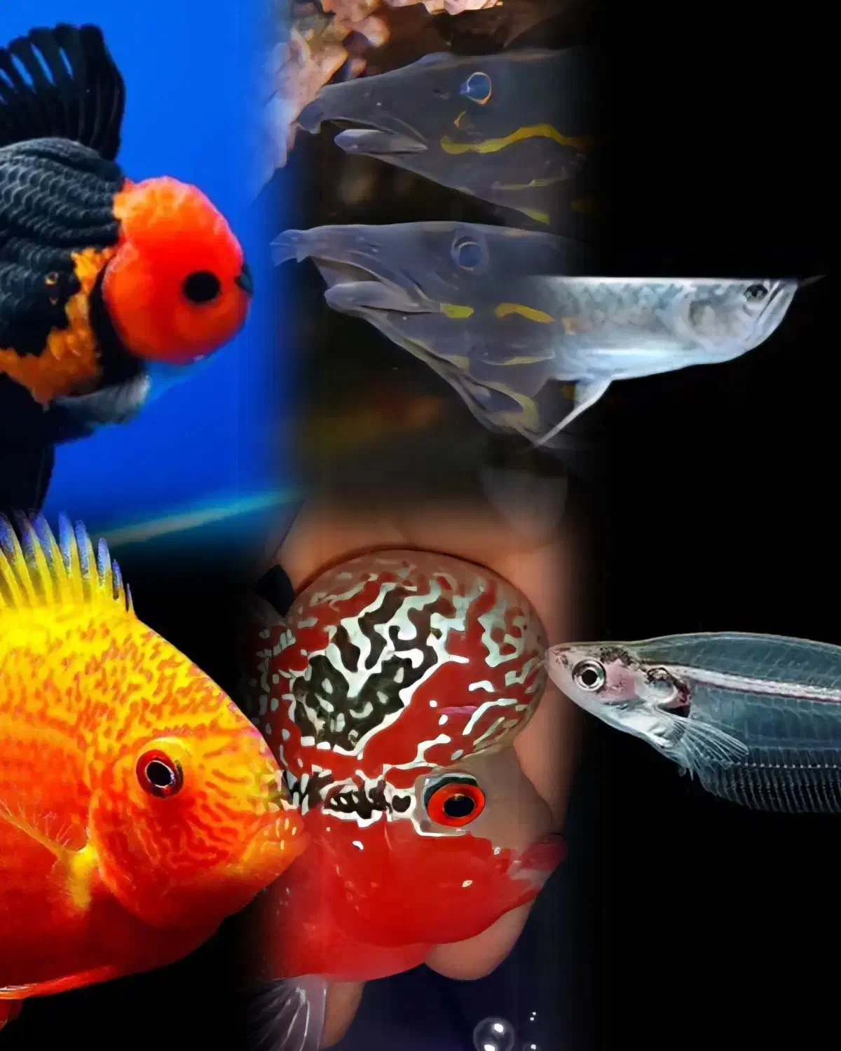 سیکلید تورکانا|ماهی|فولادشهر, B4|دیوار