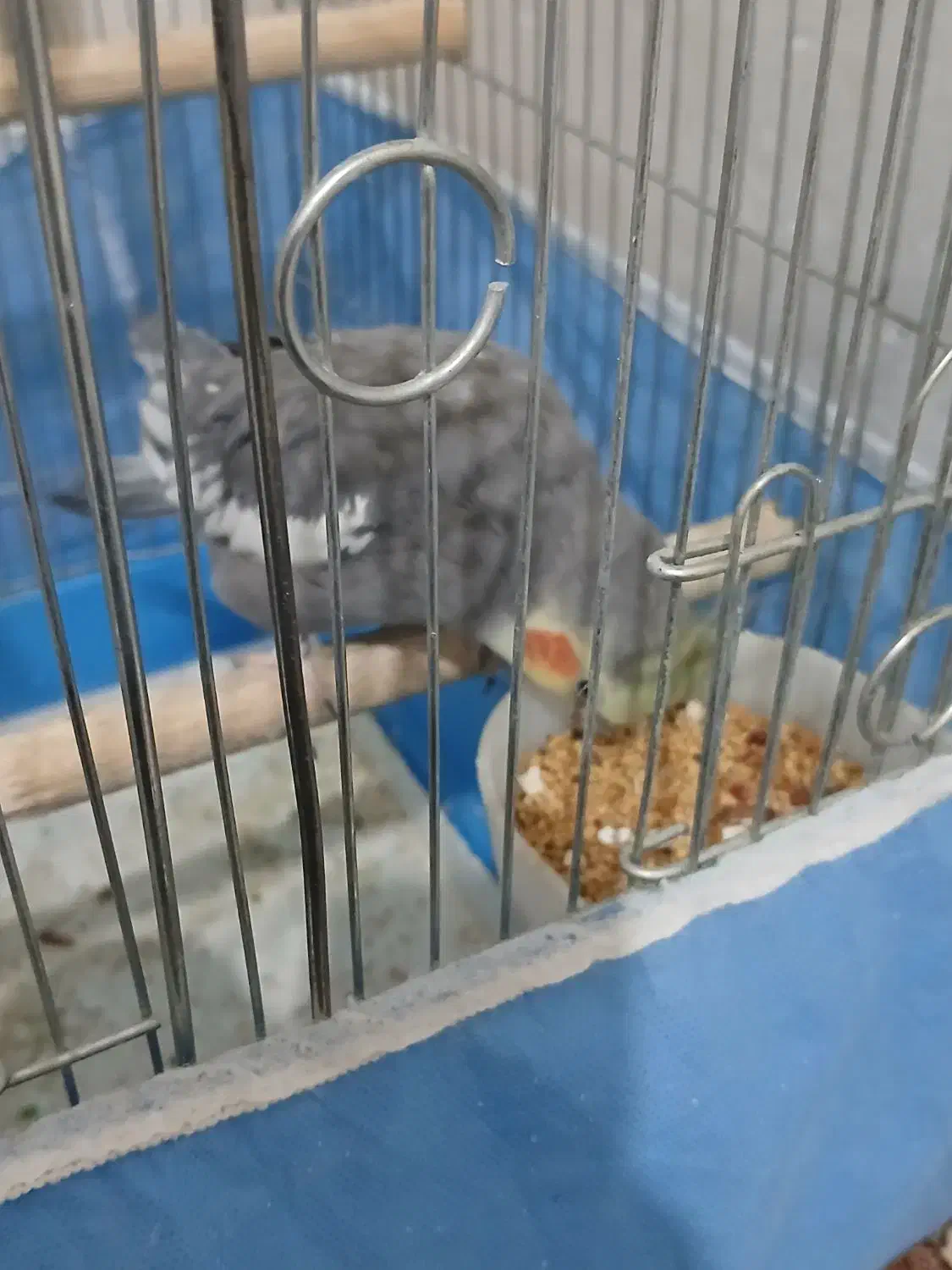 عروس هلندی|پرنده|اسدآباد, |دیوار