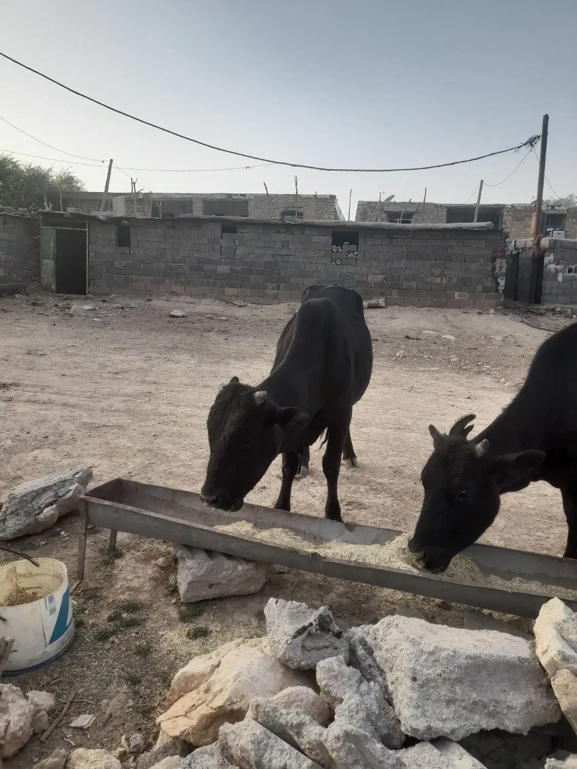 فروش گوساله نر بصورت نقدی|حیوانات مزرعه|پاتاوه, |دیوار