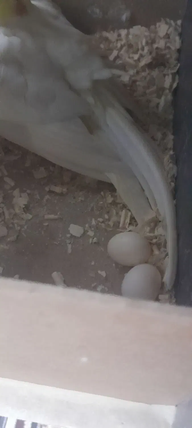 2 جفت عروس هلندی لوتیونو همراه جوجه|پرنده|طرقبه, |دیوار