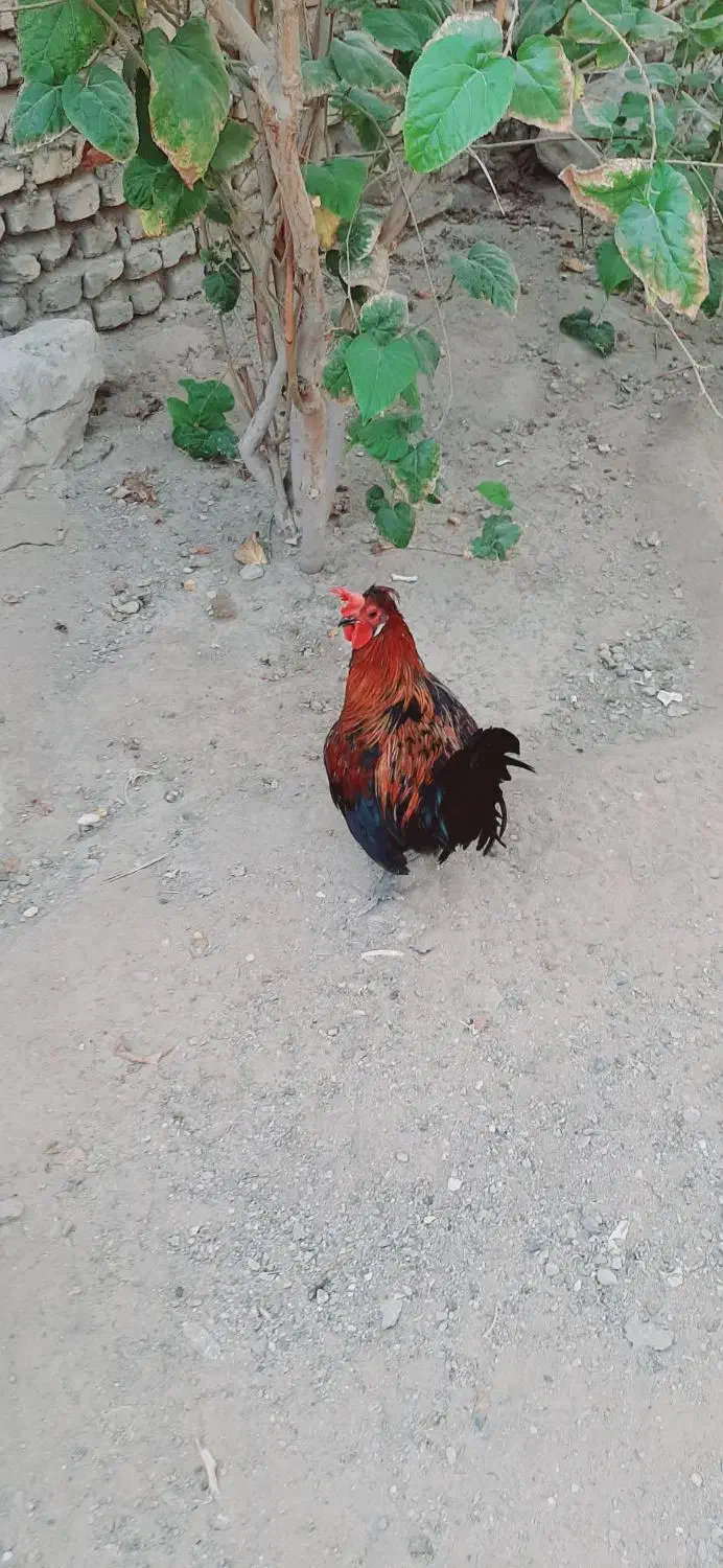 خروس محلی جوان|حیوانات مزرعه|بندرعباس, |دیوار