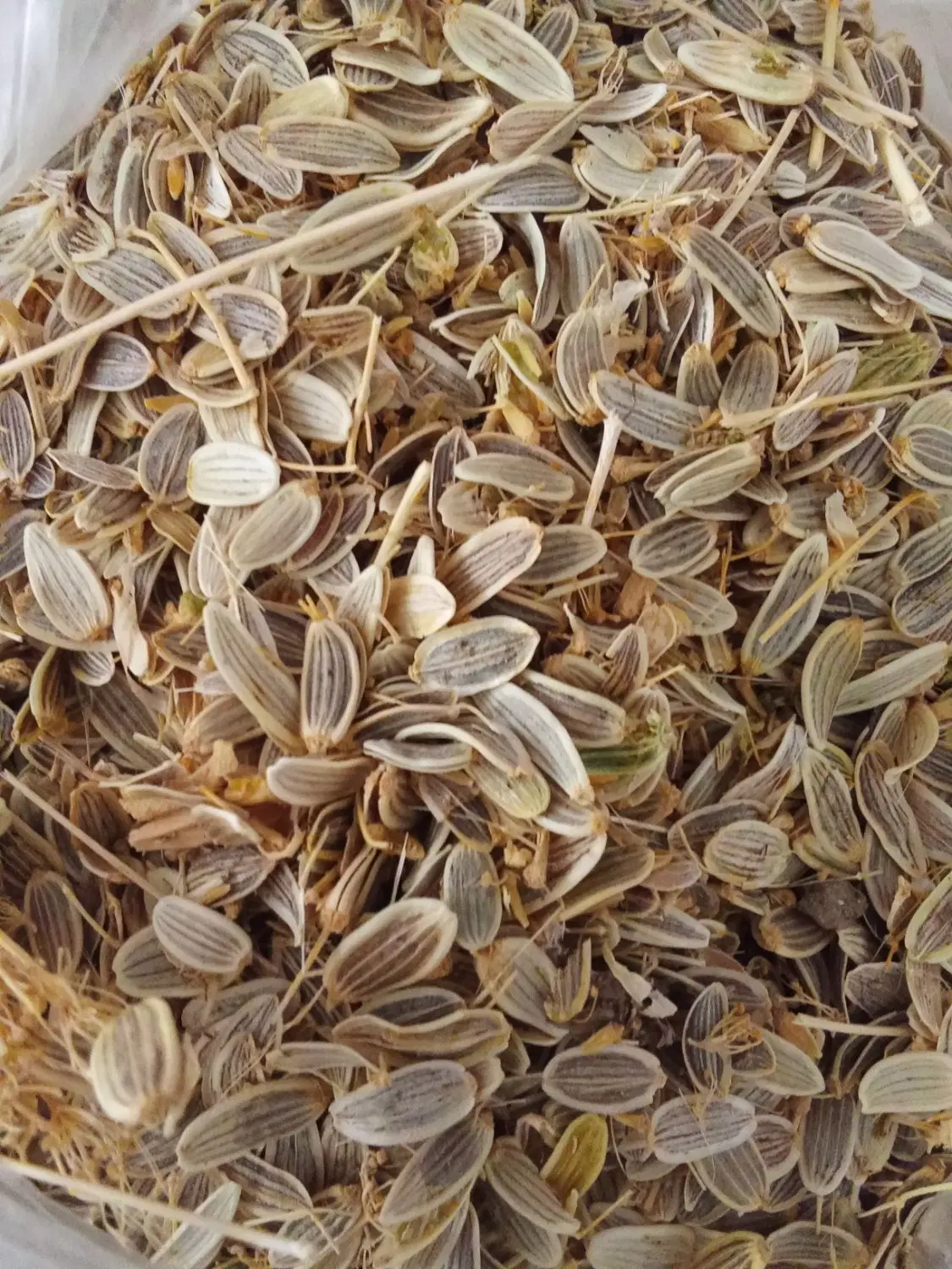 گلپر|خوردنی و آشامیدنی|بروجرد, |دیوار