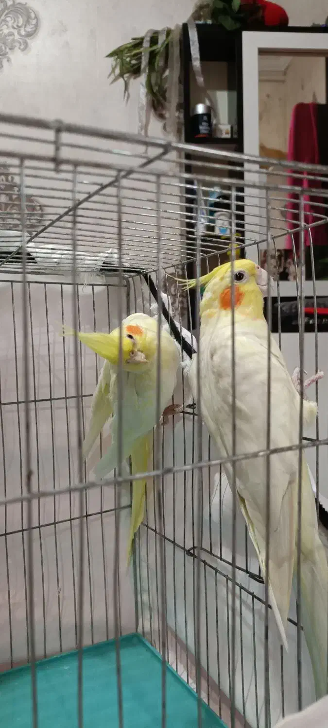 عروس هلندی لوتینو|پرنده|رشت, سیا اسطلخ|دیوار