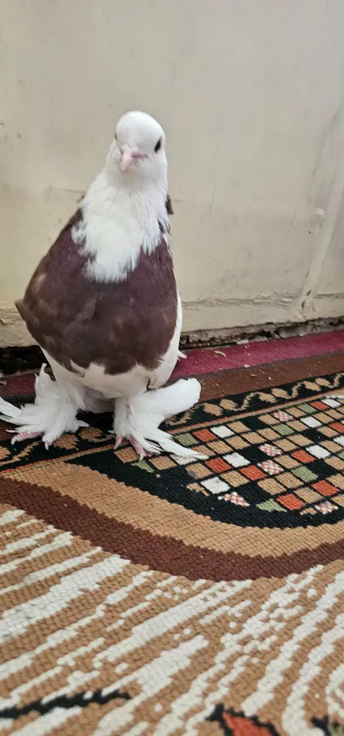 نر طوقی سرخ (معاوضه ام دارم)|پرنده|فلاورجان, |دیوار