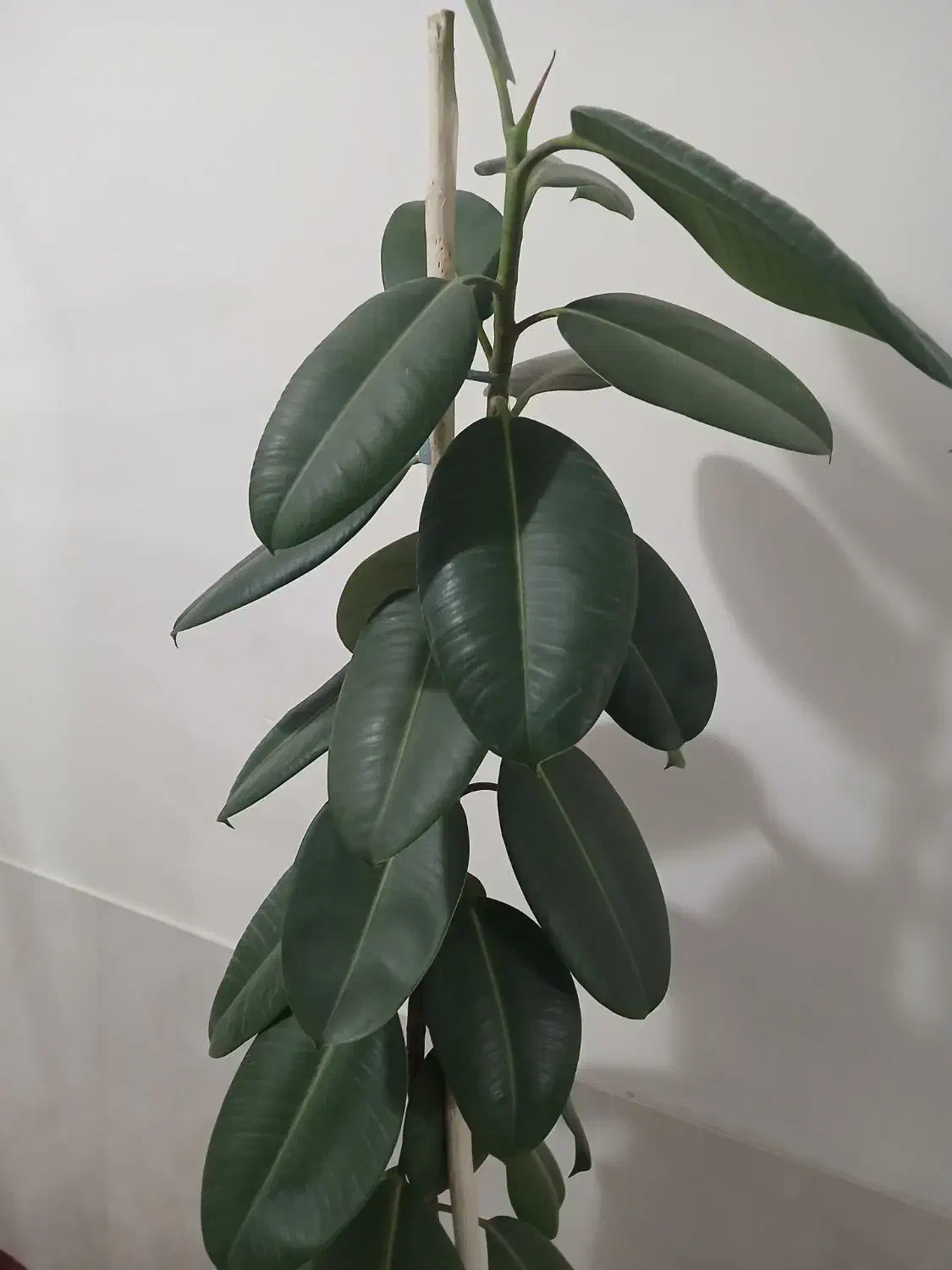 فیکوس بزرگ|گل مصنوعی|مشهد, آزادشهر|دیوار