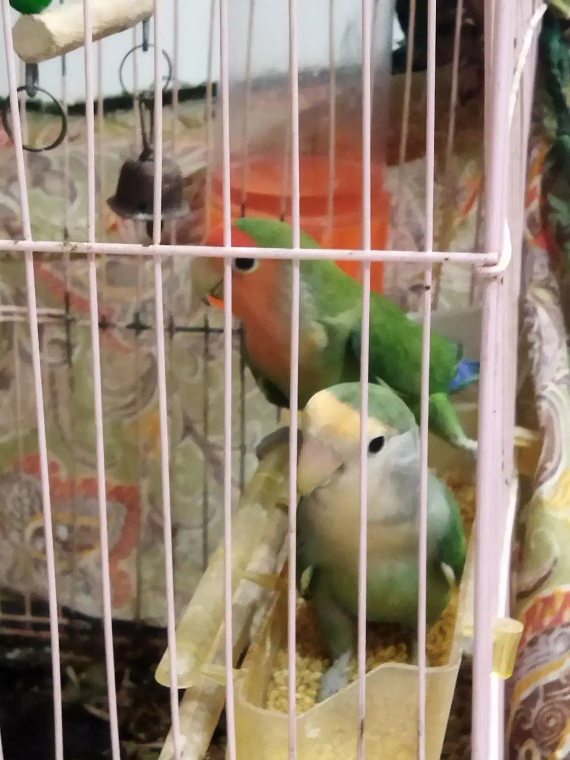 طوطی برزیلی پرنده دوست داشتنی وبا هوش|پرنده|بوشهر, |دیوار