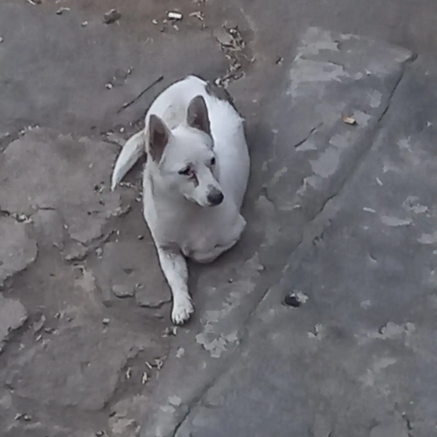 واگذاری سگ|سگ|همدان, |دیوار