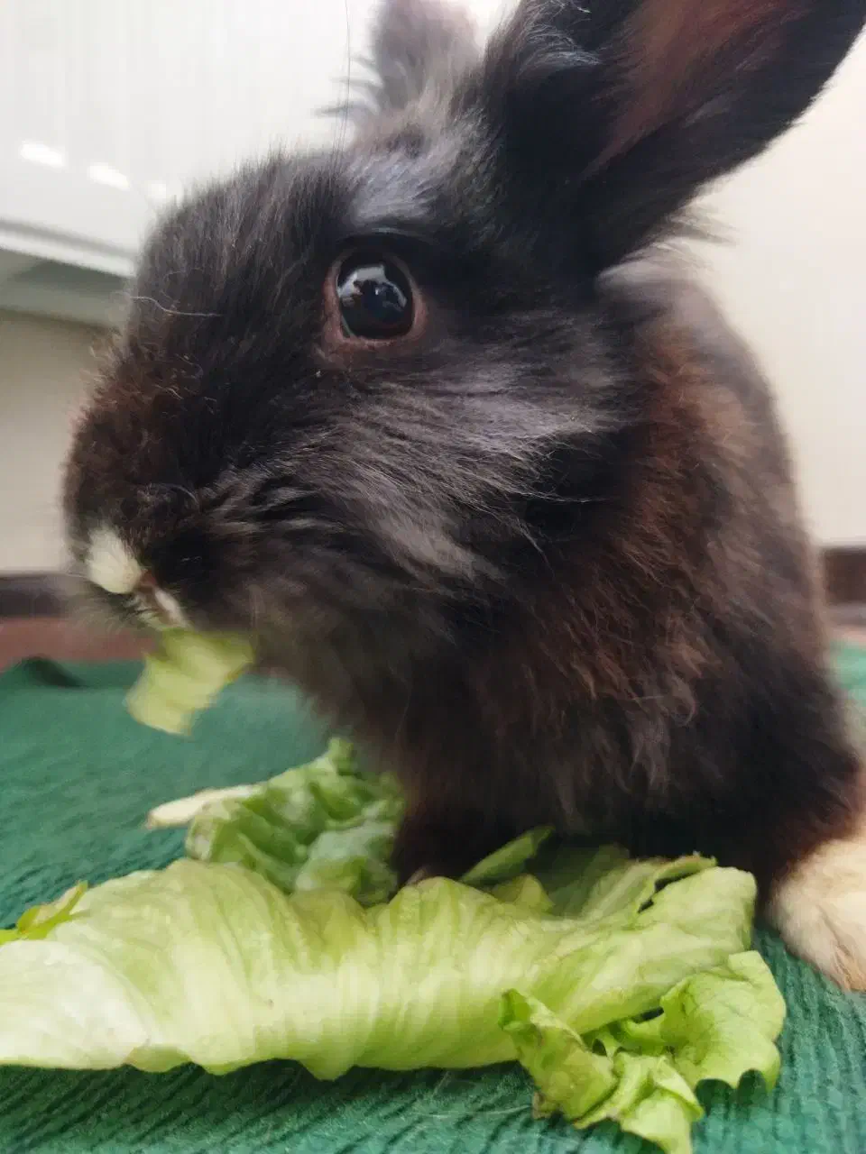 خرگوش دورگه لپ|موش و خرگوش|فولادشهر, C1|دیوار